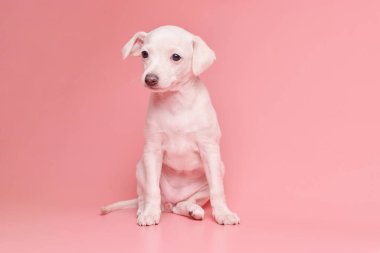 Pembe stüdyo arka planında izole edilmiş şirin İtalyan tazı yavrusu portresi. Küçük av köpeği beyaz bej kolo