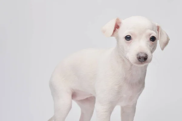 Portret Ślicznego Włoskiego Szczeniaka Greyhound Odizolowanego Białym Tle Studia Mały — Zdjęcie stockowe