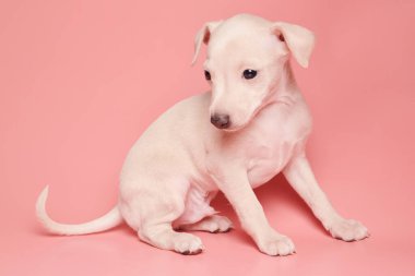Pembe stüdyo arka planında izole edilmiş şirin İtalyan tazı yavrusu portresi. Küçük av köpeği beyaz bej kolo