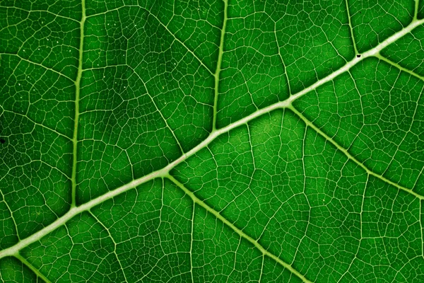 Yeşil Yaprak Dokusu Kapatma Arkaplanı Makro Fotoğraf — Stok fotoğraf