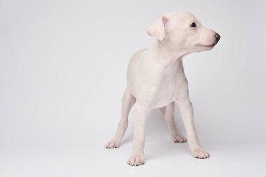 Beyaz stüdyo arka planında izole edilmiş şirin İtalyan tazı yavrusu portresi. Küçük av köpeği beyaz bej kolo