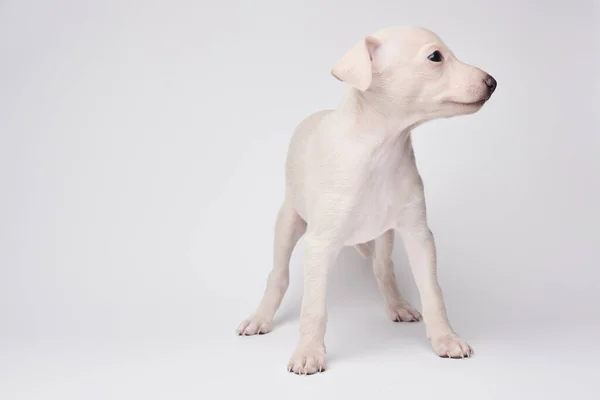 白いスタジオの背景に隔離されたかわいいイタリアのグレイハウンド子犬の肖像画 小さなビーグル犬白ベージュコロー — ストック写真