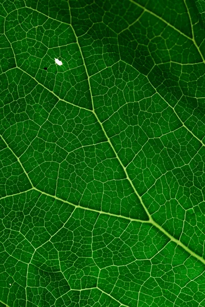 Textura Folha Verde Close Fundo Foto Macro — Fotografia de Stock