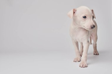 Beyaz stüdyo arka planında izole edilmiş şirin İtalyan tazı yavrusu portresi. Küçük av köpeği beyaz bej kolo