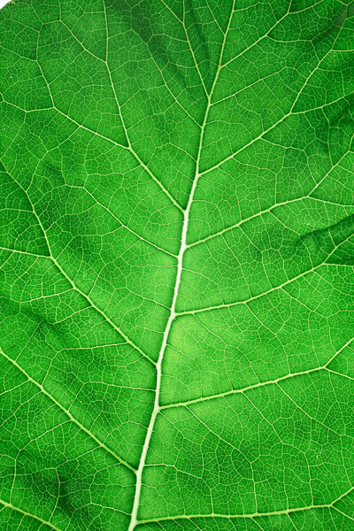 Green leaf texture closeup background, macro photo