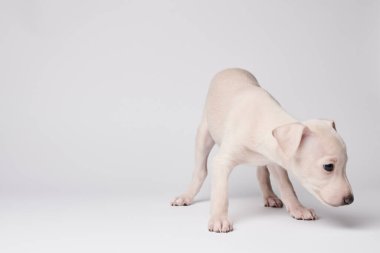 Beyaz stüdyo arka planında izole edilmiş şirin İtalyan tazı yavrusu portresi. Küçük av köpeği beyaz bej kolo
