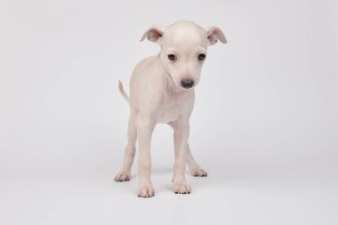 Beyaz stüdyo arka planında izole edilmiş şirin İtalyan tazı yavrusu portresi. Küçük av köpeği beyaz bej kolo