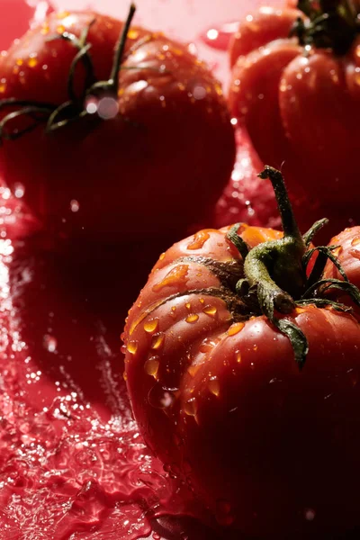 Красные Свежие Помидоры Выделены Красном Фоне Экологические Овощи Сезонный Урожай — стоковое фото