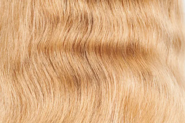 自然な光沢のある髪のクローズアップビュー フェアブロンドのカールの背景の束 — ストック写真