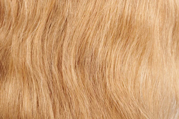 Detailní Pohled Přírodní Lesklé Vlasy Banda Světlé Blond Kadeře Pozadí — Stock fotografie