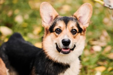 Pembroke Welsh Corgi yürüyüşe çıktı. Sonbahar parkında bir köpeğin portresi.