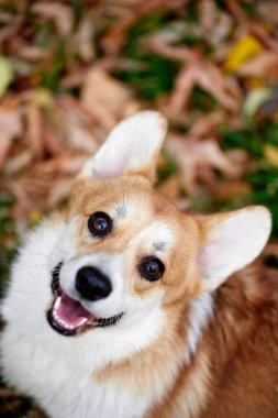 Pembroke Welsh Corgi yürüyüşe çıktı. Sonbahar parkında bir köpeğin portresi.