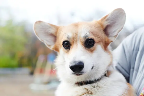 Pembroke Walesiska Corgi Promenad Porträtt Hund Höstparken — Stockfoto