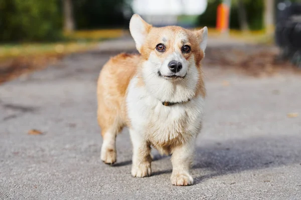 Пемброк Валлийский Корги Прогулке Портрет Собаки Осеннем Парке — стоковое фото