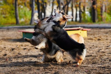 Pembroke Welsh Corgi yürüyüşe çıktı. Sonbahar parkında bir köpeğin portresi.