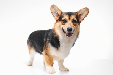 Pembroke Welsh Corgi portresi beyaz stüdyo arka planında izole edilmiş kopya alanı, safkan köpek