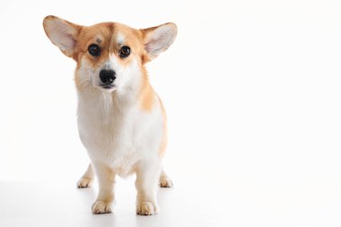 Pembroke Welsh Corgi portresi beyaz stüdyo arka planında izole edilmiş kopya alanı, safkan köpek