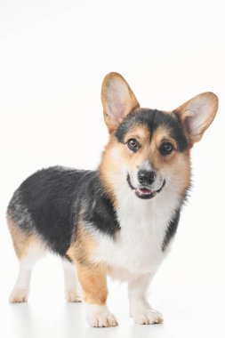 Pembroke Welsh Corgi portresi beyaz stüdyo arka planında izole edilmiş kopya alanı, safkan köpek