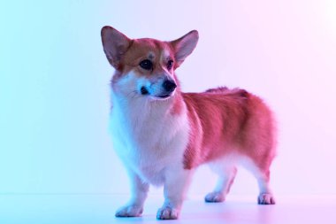 Pembroke Welsh Corgi portresi beyaz stüdyo arka planında izole edilmiş kopya alanı, safkan köpek