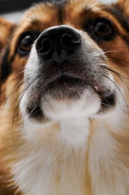 Stüdyo arka planında Pembroke Welsh Corgi, köpek ağızlığının yakın plan portresi