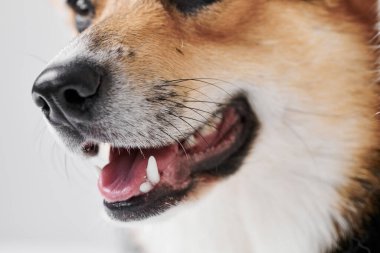Stüdyo arka planında Pembroke Welsh Corgi, gülümseyen köpeğin dil gösteren portresi.