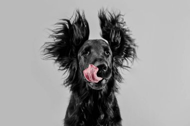 Beyaz stüdyo arka planında izole edilmiş siyah düz kaplama av köpeği portresi, safkan köpek.