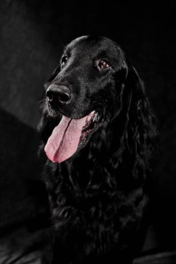 Koyu gri stüdyo arka planında izole edilmiş siyah düz kaplama av köpeği portresi, safkan köpek.