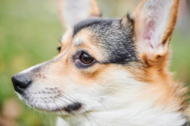 Pembroke Welsh Corgi yürüyüşe çıktı. Sonbahar parkında bir köpeğin portresi.