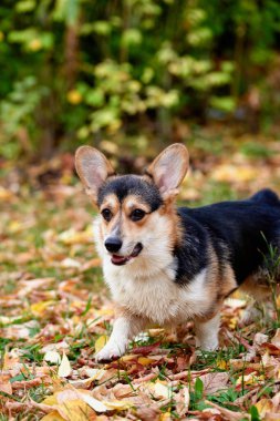 Pembroke Welsh Corgi yürüyüşe çıktı. Sonbahar parkında bir köpeğin portresi.