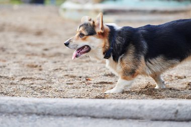 Pembroke Welsh Corgi yürüyüşe çıktı. Sonbahar parkında bir köpeğin portresi.