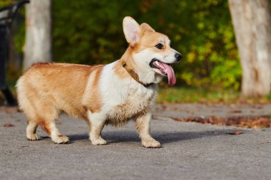 Pembroke Welsh Corgi yürüyüşe çıktı. Sonbahar parkında bir köpeğin portresi.