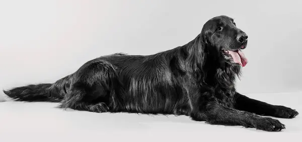 纯种狗 白色摄影棚背景下分离的黑色平皮检索器的肖像 — 图库照片