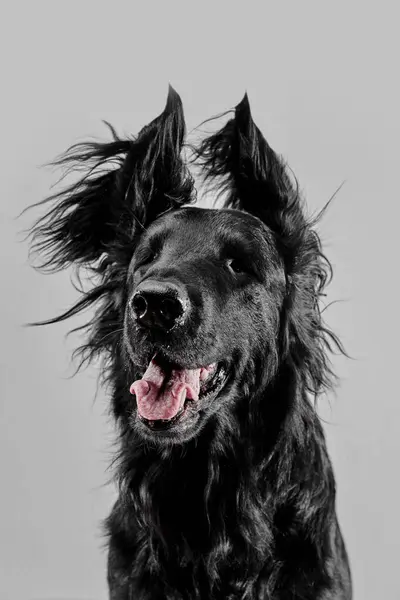 纯种狗 白色摄影棚背景下分离的黑色平皮检索器的肖像 — 图库照片