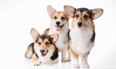 Pembroke Welsh Corgi portresi beyaz stüdyo arka planında kopyalanmış, üç safkan köpekten oluşan aile.