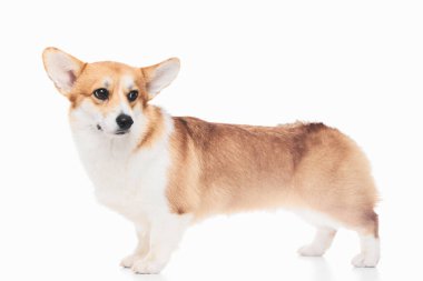 Pembroke Welsh Corgi portresi beyaz stüdyo arka planında izole edilmiş kopya alanı, safkan köpek