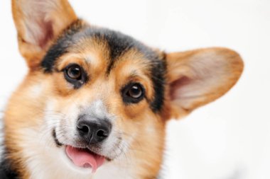 Pembroke Welsh Corgi portresi beyaz stüdyo arka planında izole edilmiş kopya alanı, safkan köpek