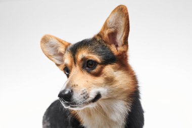 Pembroke Welsh Corgi portresi beyaz stüdyo arka planında izole edilmiş kopya alanı, safkan köpek