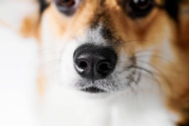 Stüdyo arka planında Pembroke Welsh Corgi, köpek ağızlığının yakın plan portresi