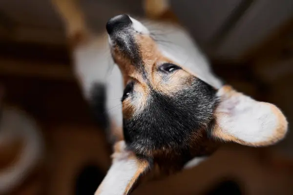 Pembroke Walesiska Corgi Studio Bakgrund Närbild Porträtt Hund Mynning — Stockfoto