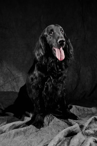 深灰色工作室背景下 纯种狗的黑色平皮检索肖像 — 图库照片