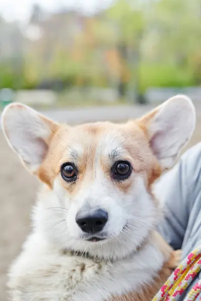 Пемброк Валлийский Корги Прогулке Портрет Собаки Осеннем Парке — стоковое фото