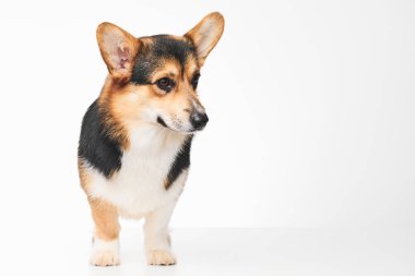 Pembroke Welsh Corgi portresi beyaz stüdyo arka planında izole edilmiş kopya alanı, safkan köpek