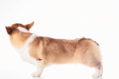 Pembroke Welsh Corgi portresi beyaz stüdyo arka planında izole edilmiş kopya alanı, safkan köpek