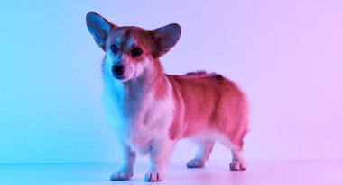 Pembroke Welsh Corgi portresi beyaz stüdyo arka planında izole edilmiş kopya alanı, safkan köpek
