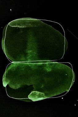 Siyah ve yeşil soyut arka plan. Renkli mürekkep lekeleri, lekeler, duvar kağıdı baskısı. Yaratıcı arkaplan, kaotik boya fırça darbeleri, araba baskısı kalıpları