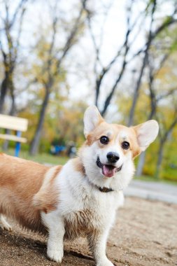 Pembroke Welsh Corgi yürüyüşe çıktı. Sonbahar parkında bir köpeğin portresi.