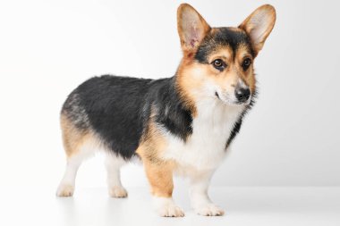 Pembroke Welsh Corgi portresi beyaz stüdyo arka planında izole edilmiş kopya alanı, safkan köpek