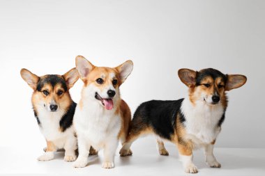 Pembroke Welsh Corgi portresi beyaz stüdyo arka planında kopyalanmış, üç safkan köpekten oluşan aile.