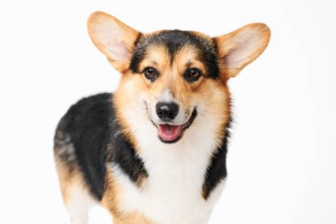 Pembroke Welsh Corgi portresi beyaz stüdyo arka planında izole edilmiş kopya alanı, safkan köpek