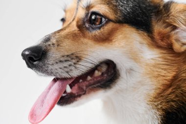 Pembroke Welsh Corgi portresi beyaz stüdyo arka planında izole edilmiş kopya alanı, safkan köpek